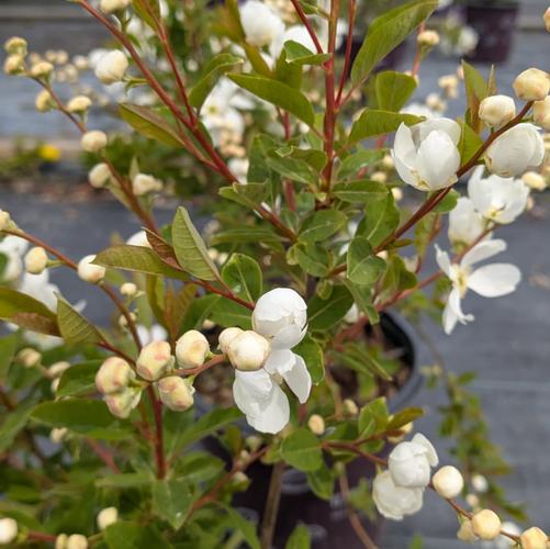Exochorda x macrantha 'Lotus Moon&trade;' (Bailmoon)