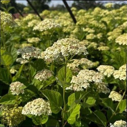 Hydrangea arborescens 'Invincibelle Sublime&trade;' (SMNHRL)