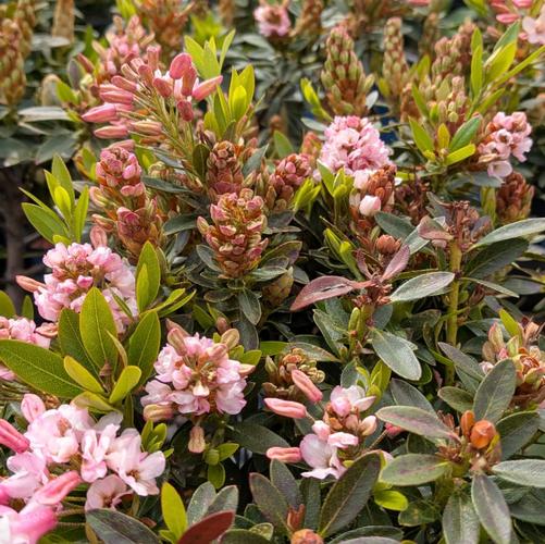 Rhododendron x 'Bloombux&reg; Blush' (Microhirs 3)