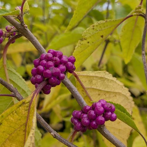 Callicarpa americana 