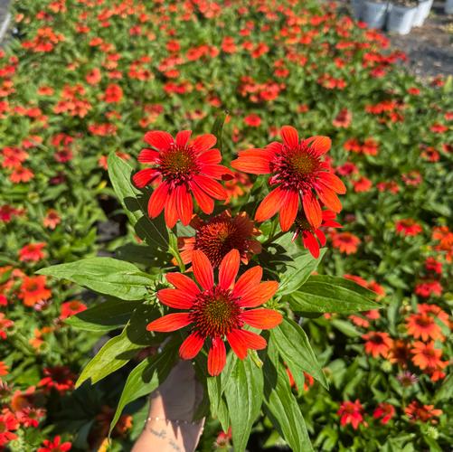 Echinacea x 'Fiesta Orange'