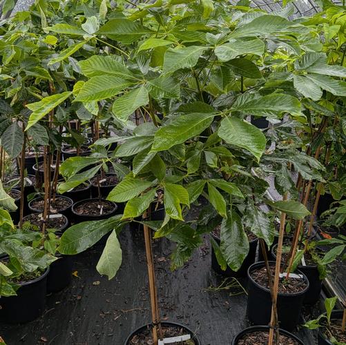 Aesculus parviflora 