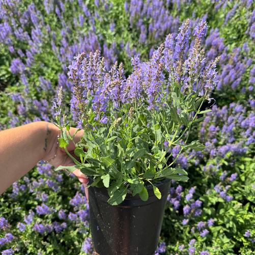 Salvia nemorosa 'Blue Hill' (Blauhuegel)