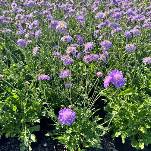 Scabiosa columbaria 'Butterfly Blue'