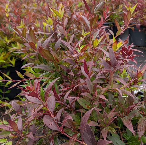 Deutzia crenata 'Nikko'