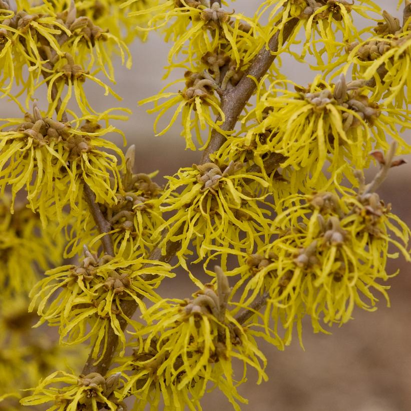 Hamamelis X Intermedia Arnold Promise From NVK Nurseries Hamamelis X Intermedia Arnold Promise From NVK Nurseries