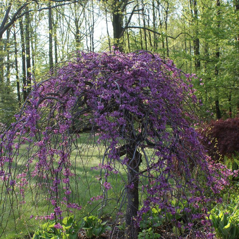 Cercis canadensis Lavender Twist® ('Covey') (PP10328, COPF) from 
