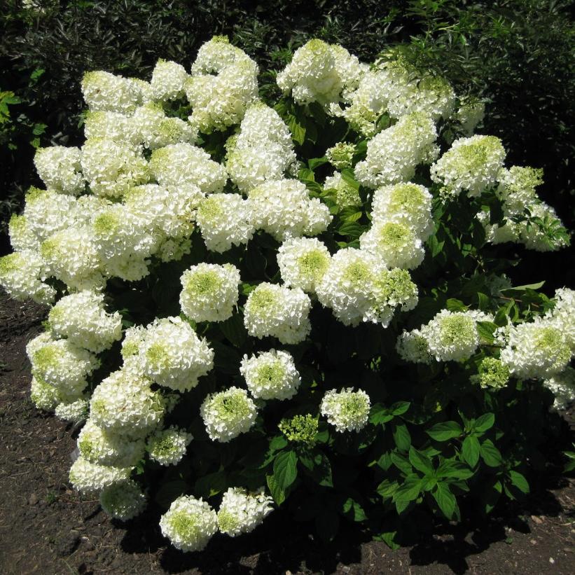 Image of Hydrangea paniculata bombshell white