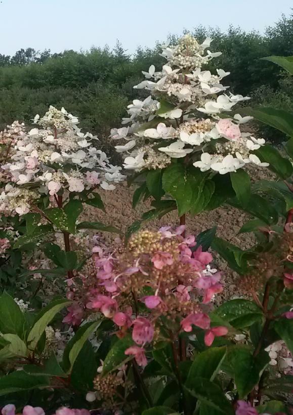 Hydrangea Paniculata Fire And Ice Wim S Red Pp From Nvk Nurseries
