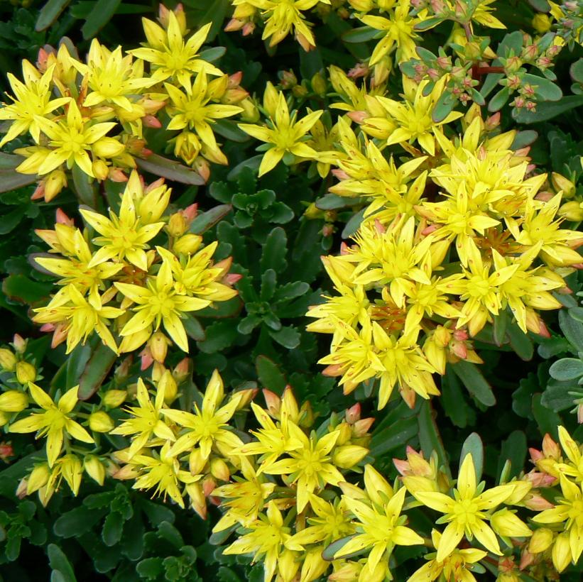Sedum floriferum 'Weihenstephaner Gold' from NVK Nurseries