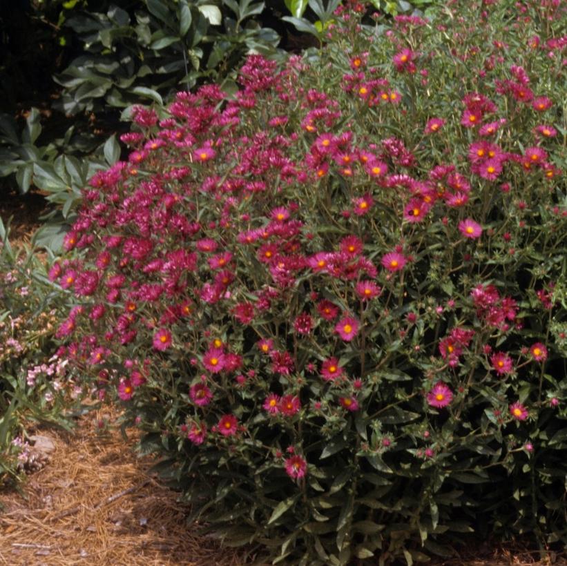 Aster Novae angliae September Ruby From NVK Nurseries Aster Novae angliae September Ruby From NVK Nurseries