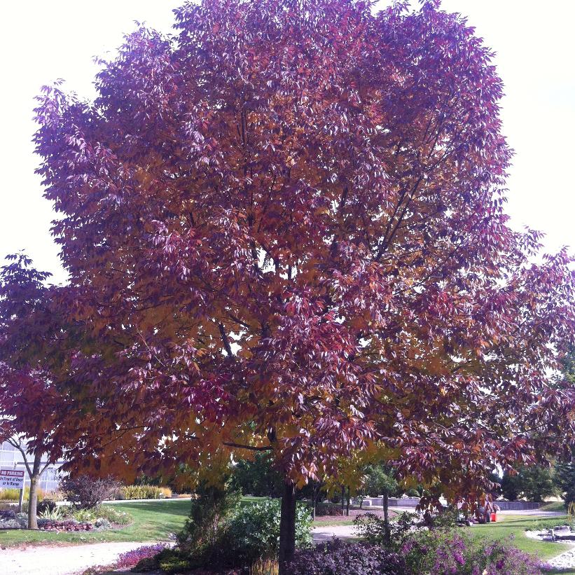 List 92+ Images autumn purple ash tree pictures Excellent