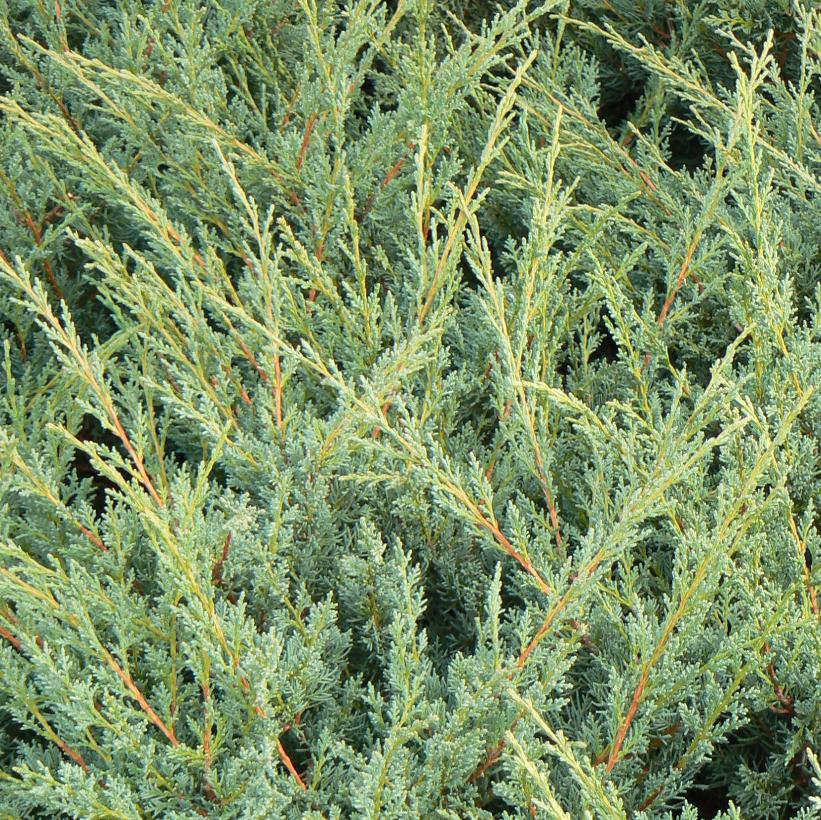 Arbusto GINEPRO Juniperus chinensis 'Blaauw' 30-40 cm in vaso all'altezza 