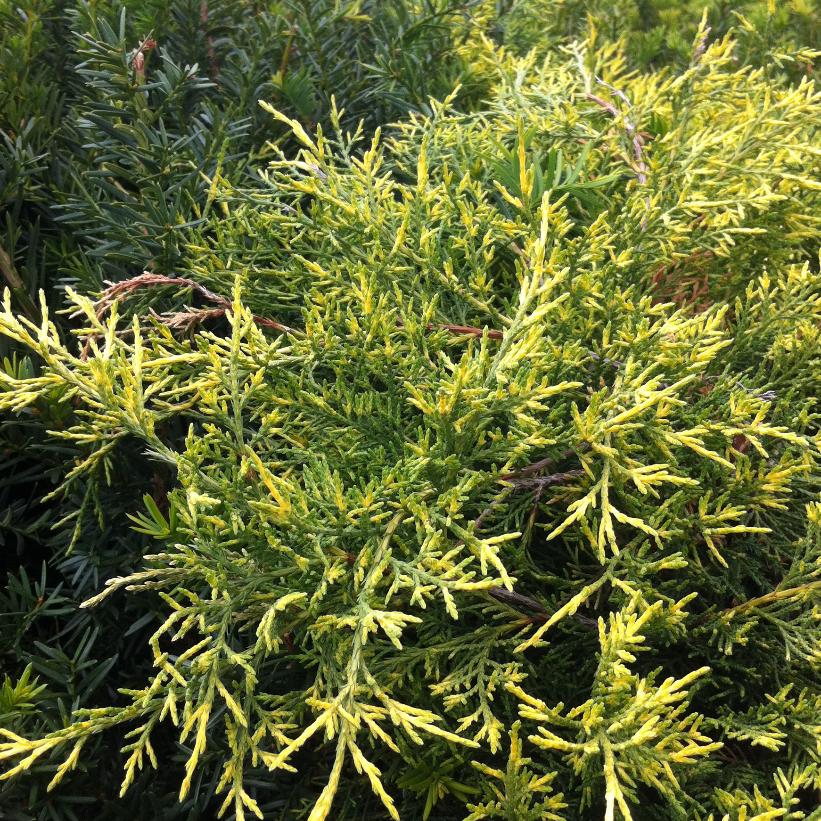 Juniperus x pfitzeriana 'Old Gold' from NVK