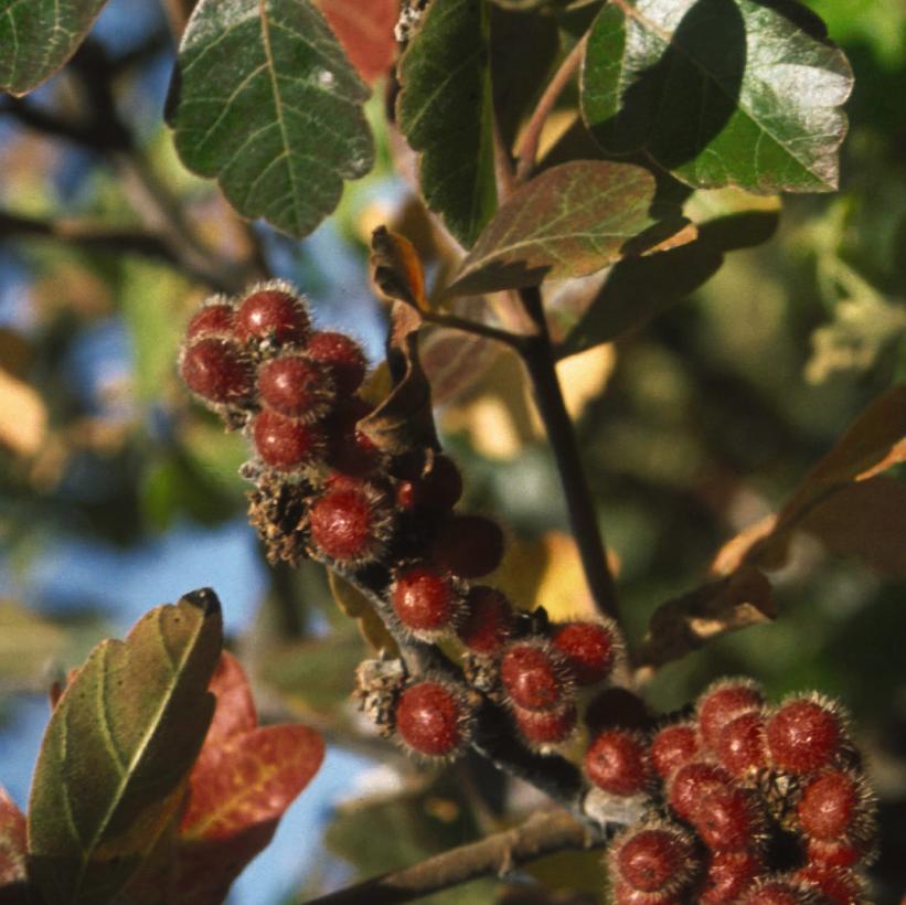 Rhus aromatica (Fragrant Sumac)