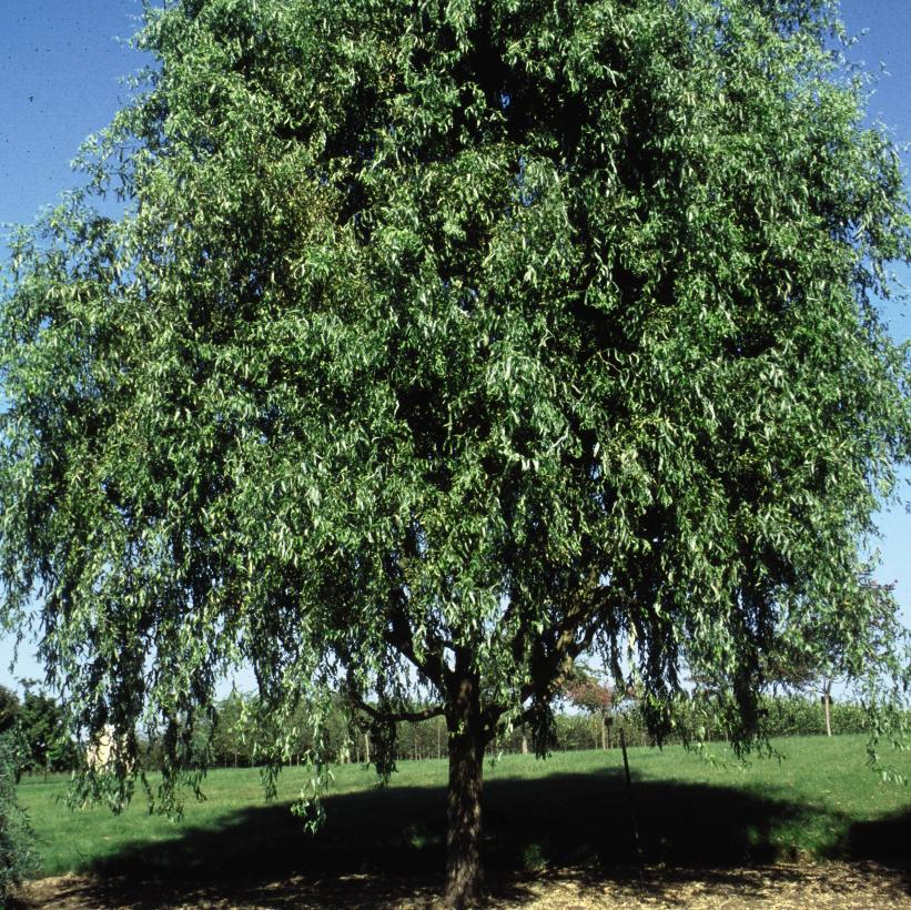Salix Matsudana Tortuosa From Nvk Nurseries