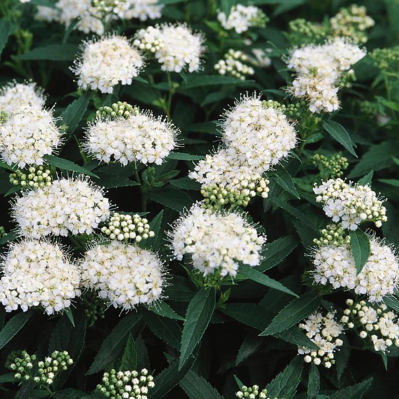 Spiraea Albiflora From NVK Nurseries Spiraea Albiflora From NVK Nurseries