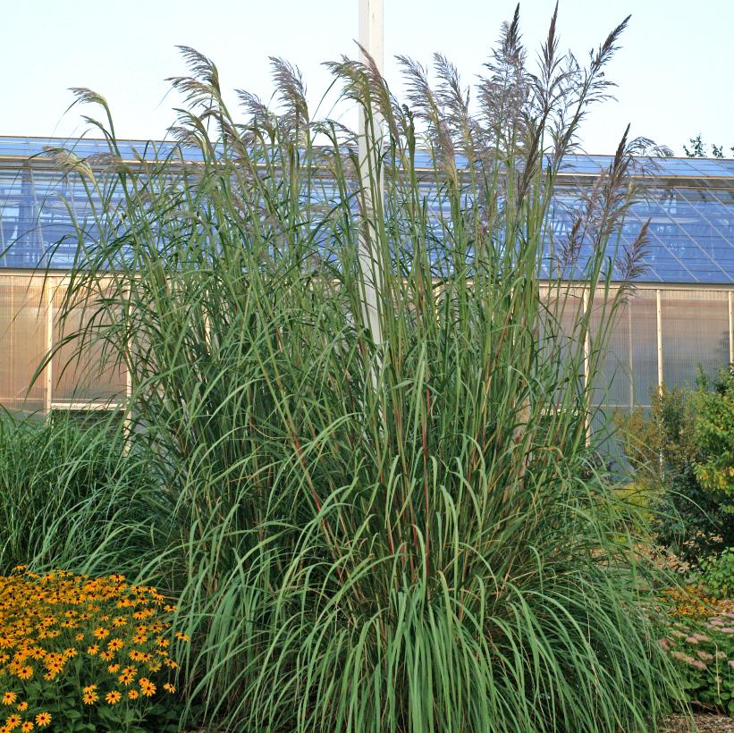 Erianthus Ravennae From NVK Nurseries