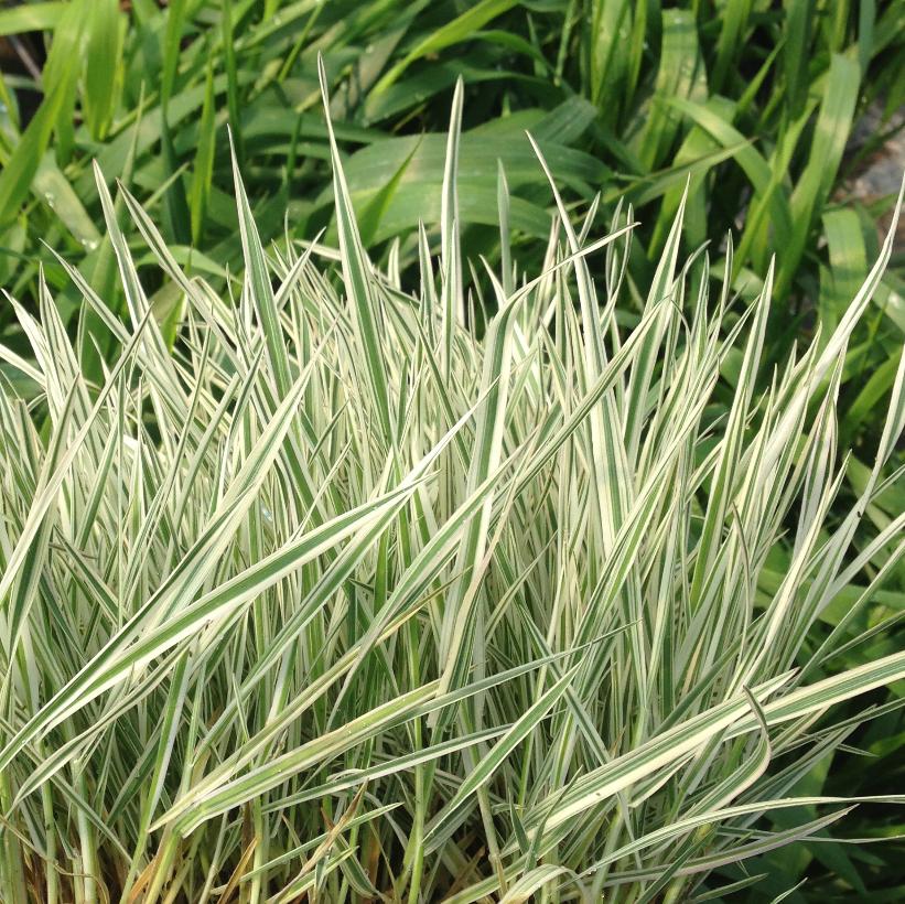 Holcus mollis Albovariegatus Seed Variegated Short Ornamental Velvet Grass Hardy
