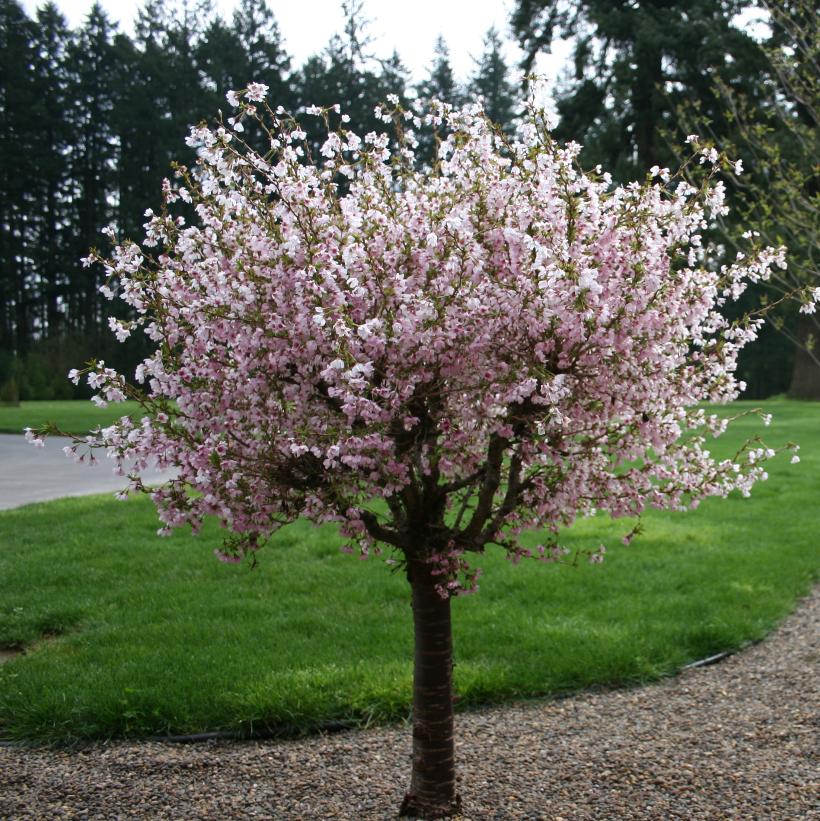 Prunus incisa Little Twist® ('CarltonLT') from NVK Nurseries