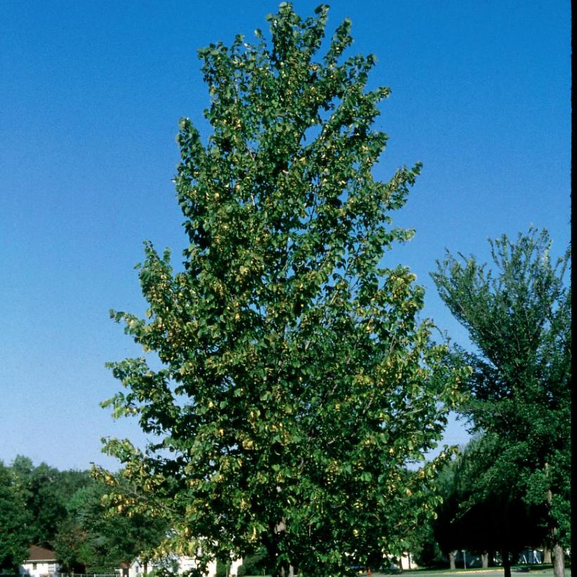Basswood Tree Description and Pruning Info