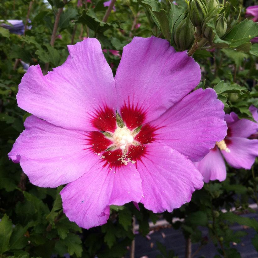 Hibiscus syriacus Violet Satin® ('Floru') (PP12196) from NVK Nurseries