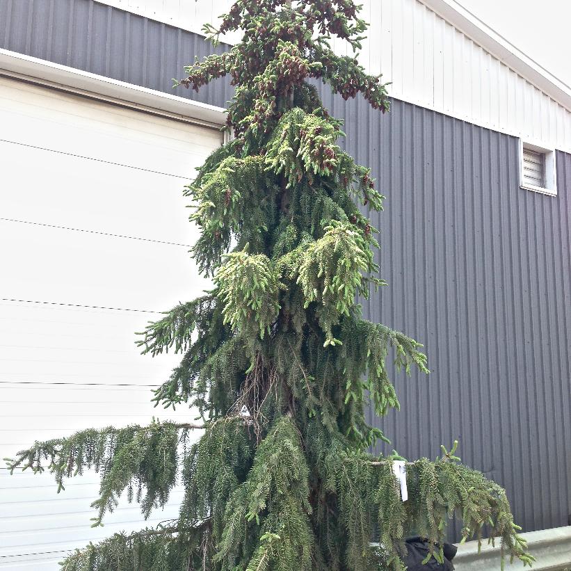 Spruce Serbian Weeping  Beyond the House – Beyond the House Inc.