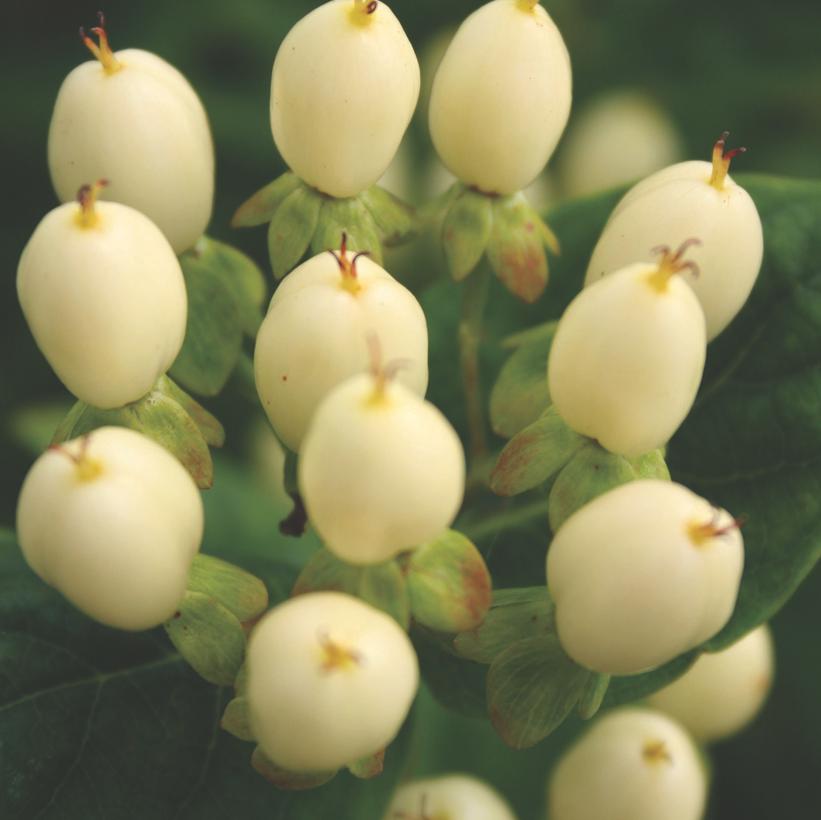 White Hypericum Berries