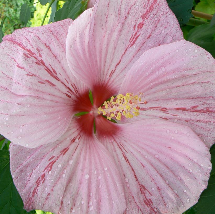 Hibiscus x 'Peppermint Schnapps' (PP18939) from NVK Nurseries