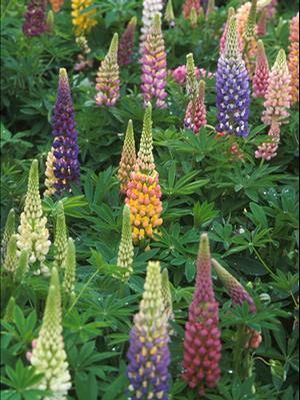 Lupinus polyphyllus 'Russell Mix' from NVK Nurseries