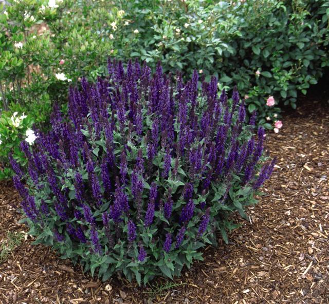 Image of Salvia nemorosa 'Blue Queen' shrub