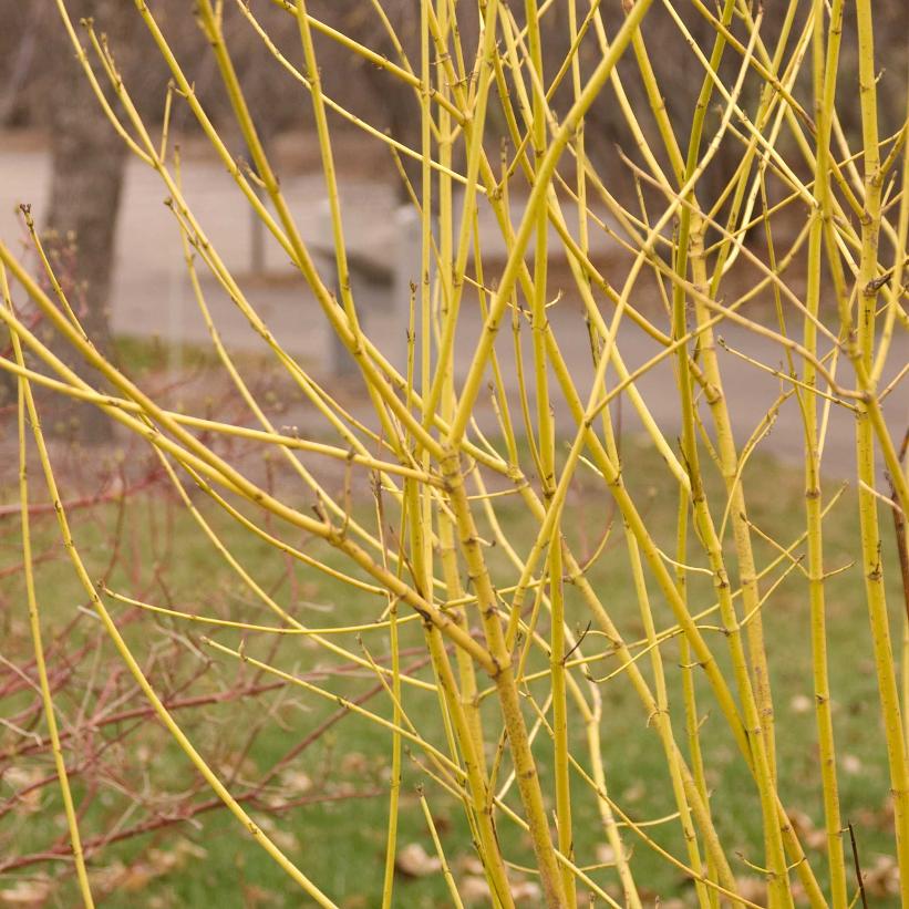 Cornus sericea 'Flaviramea' (Golden Twig Dogwood, Yellow Twig Dogwood)