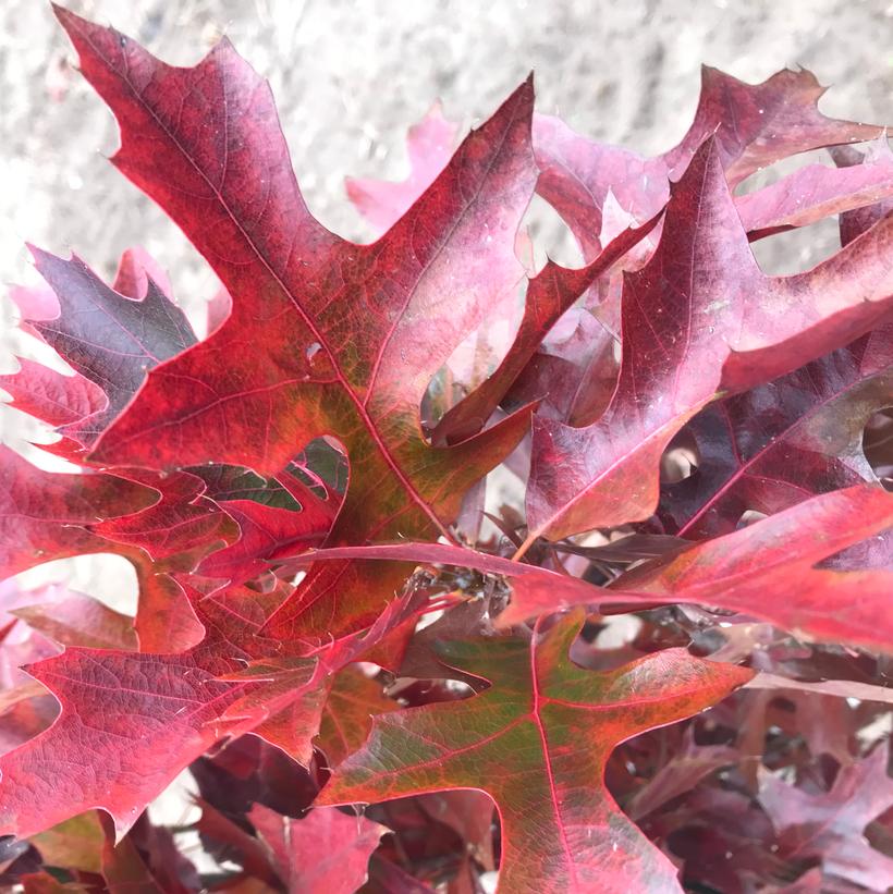 Quercus palustris Green Pillar® ('Pringreen') (PP9093) from NVK Nurseries