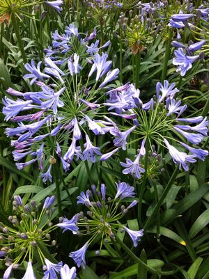 Agapanthus Triumphator plant 10cm FREE DELIVERY over £20 