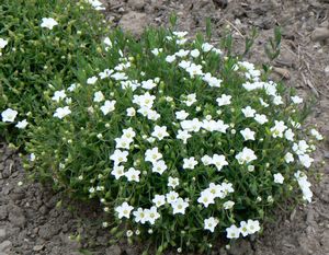 50 graines-Arenaria Montana-VIVACE fleur-Alpine-Rock Arenaria Blanc