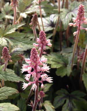 Tiarella x 'Sugar and Spice' (PP16738, COPF) from NVK Nurseries