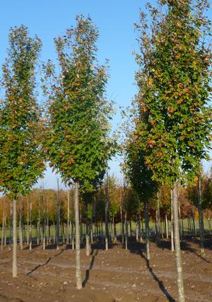 Acer Rubrum Armstrong From Nvk Nurseries, Armstrong Maple Tree