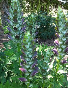Echium Red Feathers, Sun and Partial Sun Perennials: Roots & Rhizomes