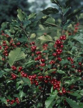 Ilex Winterberry Holly - 18-24 - Bundle of 5 Stems