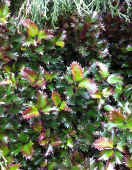 Ilex x Little Rascal&reg; ('Mondo') (PP9999)