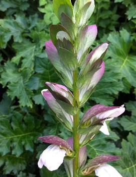 Acanthus mollis