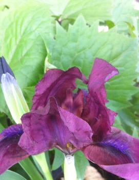 Iris pumila 'Red'