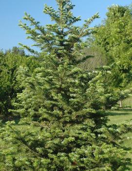 Abies balsamea var. 'Phanerolepis'