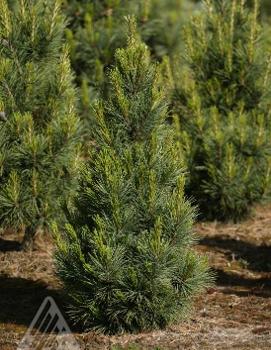 Pinus cembra 'Blue Mound'