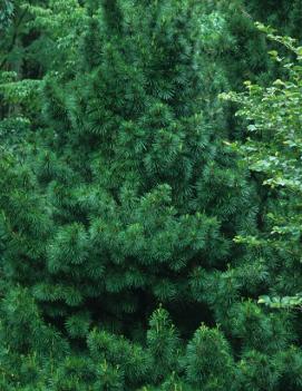 Sciadopitys verticillata