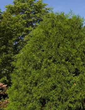 Thuja occidentalis 'Techny'