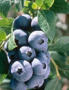 Blueberry 'Chandler'