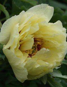 Paeonia suffruticosa 'High Noon'