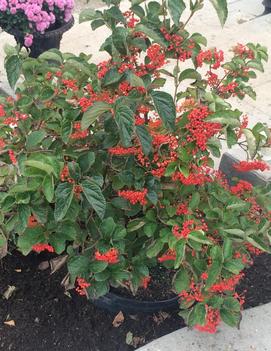 Viburnum wrightii 'C. A. Hildebrant's'