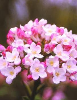 Viburnum x burkwoodii 'Mohawk'